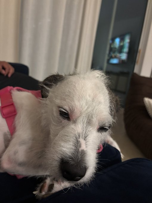 A close-up of a small, scruffy white and grey dog wearing a pink harness, resting calmly against a person in a dimly lit room with a television visible in the background.
