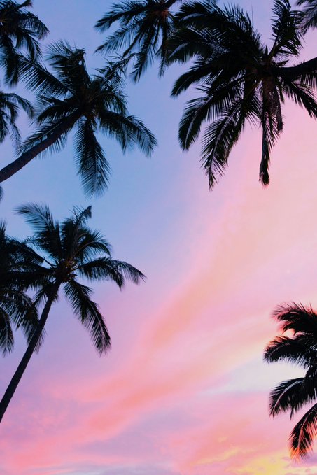 Silhouetted palm trees frame a pastel sunset sky of pink, purple, and soft blue hues. The tranquil tropical scene complements the message's themes of calm, consistent growth, and new beginnings—evoking the peaceful mindset of early morning markets and steady momentum.