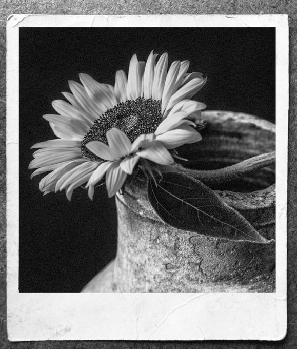 A black and white photograph of a sunflower leaning against a weathered, cracked clay jug against a dark background, framed in the style of a vintage Polaroid print. The image visually echoes the post's poetic metaphor of "authenticity" as a proud sunflower embraced by an ancient jug, capturing the rustic, timeless aesthetic referenced in the quote.
