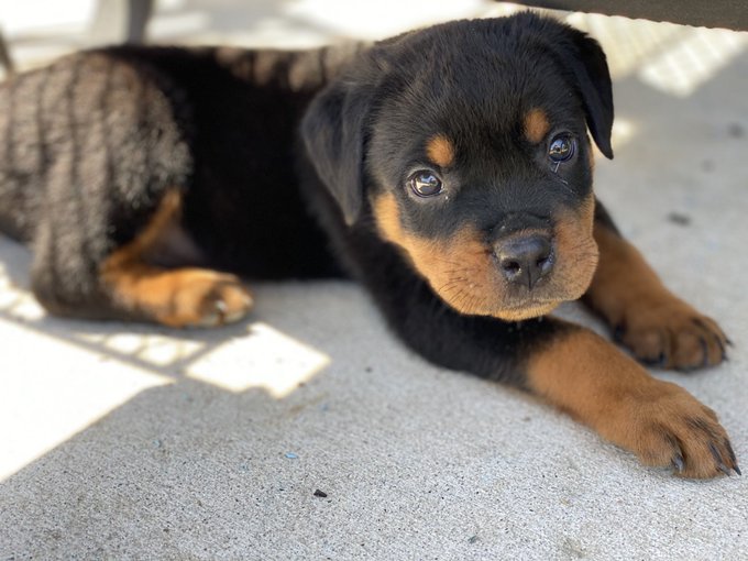 A close-up photograph of an adorable black and tan Rottweiler puppy lying on a concrete surface, gazing directly at the camera with large expressive eyes.