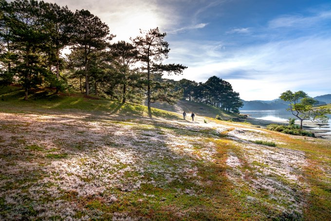 iced tea trees with green leaves and a clear blue sky, two people walking on the right side of the frame, and a body of water in the background.