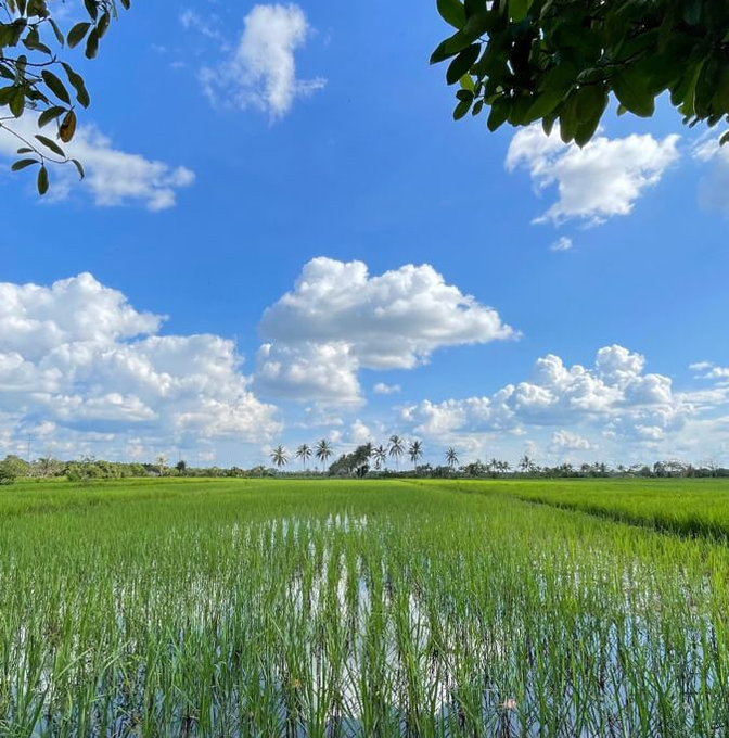 A scenic landscape view of lush green rice paddies with palm trees on the horizon under a bright blue sky filled with white clouds, framed by tree leaves at the top.