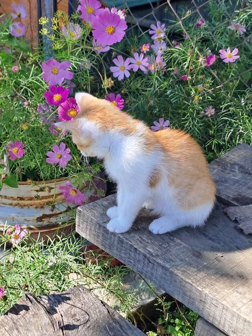 A small white and orange kitten sits on a weathered wooden plank, leaning down to sniff a bright pink cosmos flower in a sunny garden filled with greenery and other blooms.