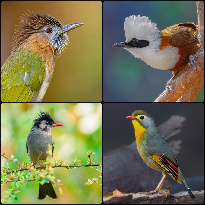 A four-panel collage featuring close-up photographs of four distinct birds: a green and brown bird with a spiky crest (top left), a white-crested laughingthrush with a black mask (top right), a black-crested bulbul with a red beak (bottom left), and a red-billed leiothrix with bright yellow breast and red-tipped tail feathers (bottom right).