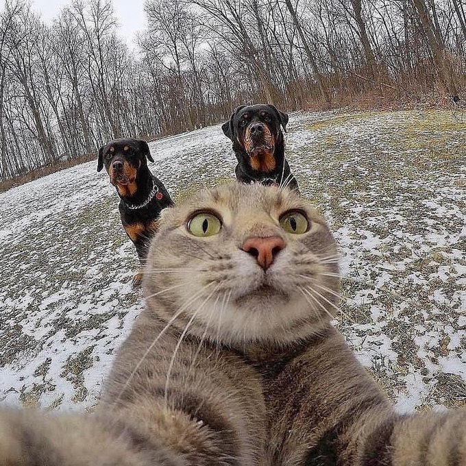 A gray cat takes an extreme close-up selfie with two Rottweilers in the snowy background, humorously embodying the post's theme of "The business of Hype" by striking a dramatic, over-the-top pose that demands attention while the dogs look on stoically.