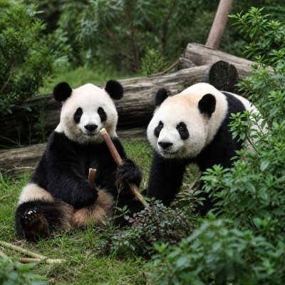 Two pandas sit together in a lush green environment, with one eating bamboo while the other watches.