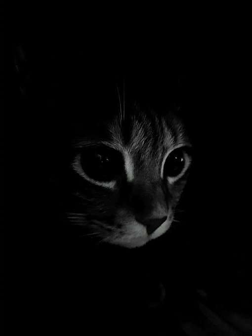 A black-and-white close-up of a cat's face in near-total darkness, with only its eyes and facial features faintly illuminated.