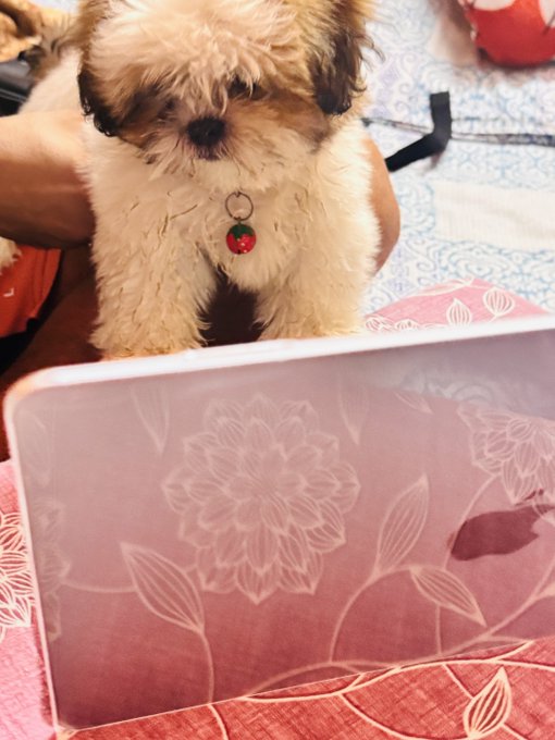 A cute Shih Tzu puppy named Milo appears to be intently watching a computer screen displaying a chart, likely referencing the $BTC ticker mentioned in the post.
