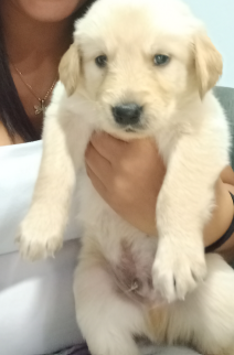 A close-up of an adorable cream-colored golden retriever puppy with blue eyes being gently held up by a person's hands.