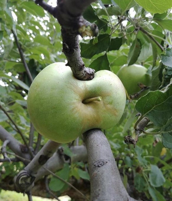 A close-up nature photograph of a pale green apple growing directly from a tree branch, nestled among green leaves with another apple visible in the background.