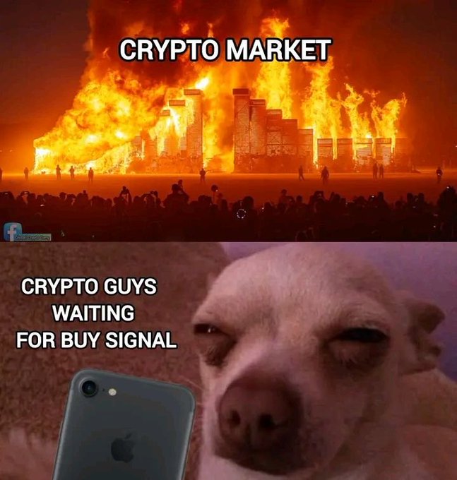 A meme with two panels: the top shows a large burning structure labeled "CRYPTO MARKET," and the bottom shows a dog looking at a phone with the text "CRYPTO GUYS WAITING FOR BUY SIGNAL."