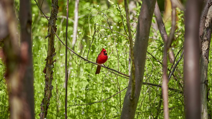 A bright red cardinal bird perched on a thin branch amidst lush green foliage in a wooded setting.