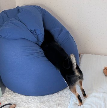 A black Shiba Inu peeks out playfully from inside a blue bean bag chair, looking toward a hand extended on a nearby pillow—as if responding to being called. The caption humorously ties into the post's "#Offrosky #Shibainu" tags, capturing the dog's "You called?" moment despite no one actually summoning it.