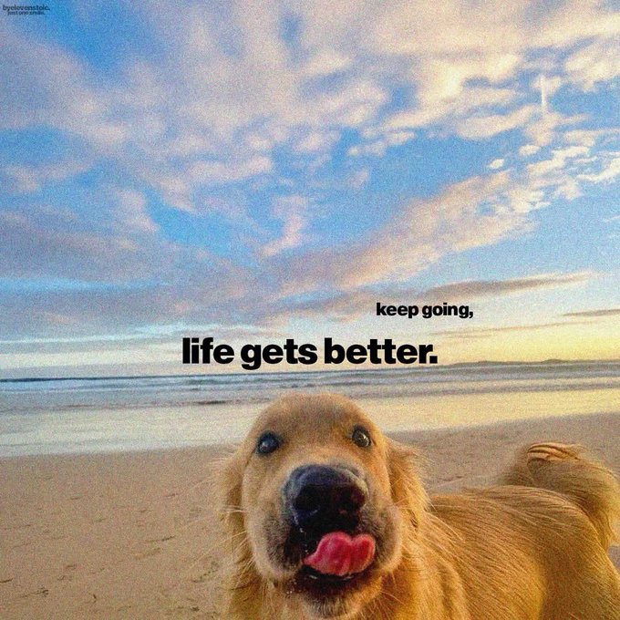 A golden retriever dog on a beach with its tongue out, under a cloudy sky, with text overlay reading 'keep going, life gets better.'