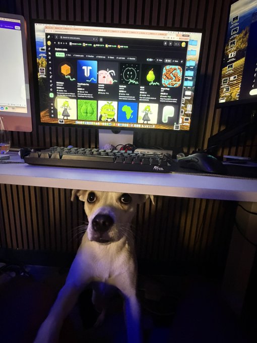 A small tan dog sits under a white desk beneath an ultrawide curved monitor displaying what appears to be an NFT or token marketplace, with a mechanical keyboard and ergonomic mouse on top.