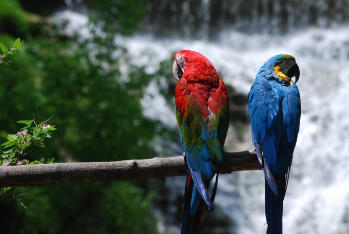 Two brightly colored parrots—one red and green, the other blue and yellow—perch side-by-side on a branch with a blurred waterfall in the background.