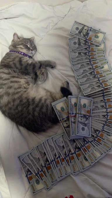 A tabby cat wearing a purple collar lounges on a white bedspread next to multiple stacks of $100 bills banded with orange "100" straps. The "GM" (Good Morning) post jokes that it costs nothing to greet back, humorously contrasted with the cat appearing to "say" good morning while surrounded by stacks of cash.