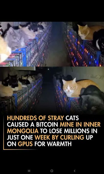 The image features a collage of two photos, one showing a group of cats lounging together while another shows a cat laying down with its eyes closed. The text accompanying these images reads "Hundreds of stray cats caused a Bitcoin mine in Inner Mongolia to lose millions in just one week by curling up on GPRs for warmth".