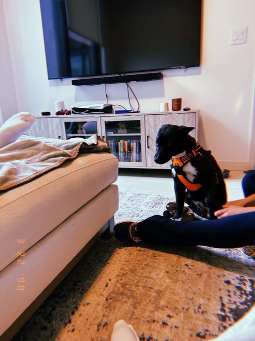 A black dog named Zeus sits attentively in a living room, wearing an orange harness near a person on a couch, with a timestamp "06.22.25" displayed in the corner. The image showcases the real-life inspiration behind the $ZEUS meme coin, an "Ansem's Best Friend" project where 25% of the supply is held by Ansem.
