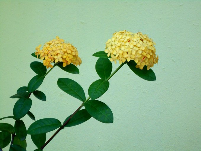 Two clusters of small yellow flowers (ixora) bloom on a plant with green leaves against a pale green textured wall.