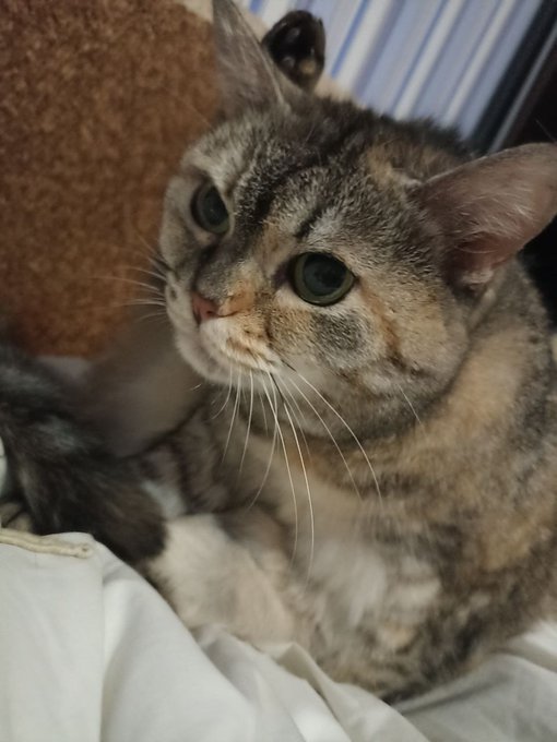 A close-up of a tabby cat with striking green eyes looking directly at the camera, paired with a post commenting on bullish crypto market prices while noting a missed pump.
