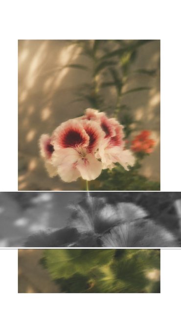 A still-life collage of three photos featuring flowers, including white and red hibiscus blooms in the top and bottom frames, and a black-and-white close-up of petals in the middle.