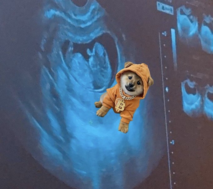 ursus gravidarum, a medical term for an ultrasound of the baby bump, is depicted with a dog wearing a hoodie and gold chain necklace.