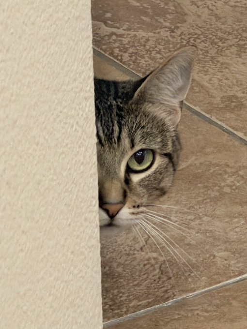 A tabby cat peeks around a white corner, with only half of its green-eyed face visible against a tiled floor background.