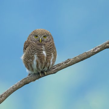 A small owl with striking yellow eyes and brown-and-white striped plumage perched on a diagonal tree branch against a clear blue sky.