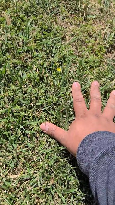 A child's hand rests on a patch of green grass with a small yellow flower visible in the background.