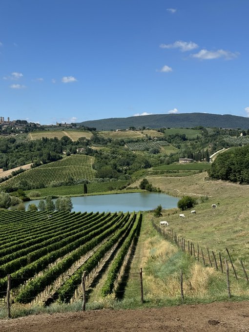 A scenic view of a vineyard with neatly planted rows of grapevines leading down to a small blue pond, surrounded by rolling green hills under a partly cloudy sky.