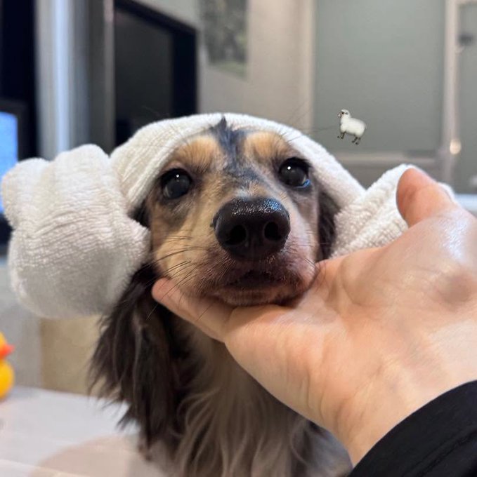 A small long-haired dog, possibly a dachshund, gets its face gently cradled by a person's hand while wearing a white towel wrapped around its head like a turban.