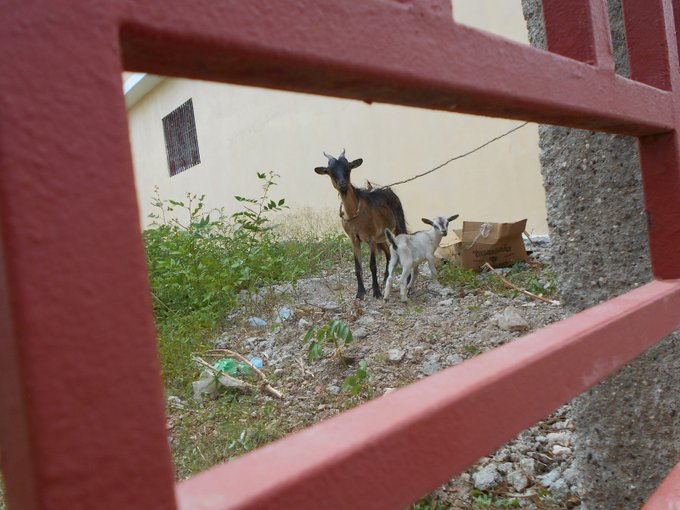 Two goats standing on dirt ground, viewed through the red horizontal bars of a metal fence or railing.