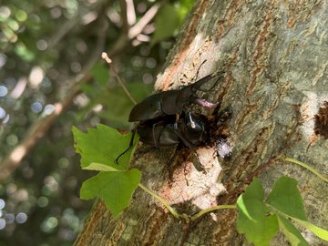 Close-up photo of a large black beetle on a tree trunk surrounded by green leaves.