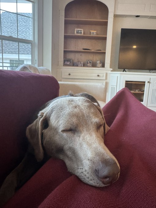 A close-up of a gray Weimaraner dog peacefully sleeping with its head resting on a red couch cushion, set in a living room with a built-in cabinet and TV in the background.