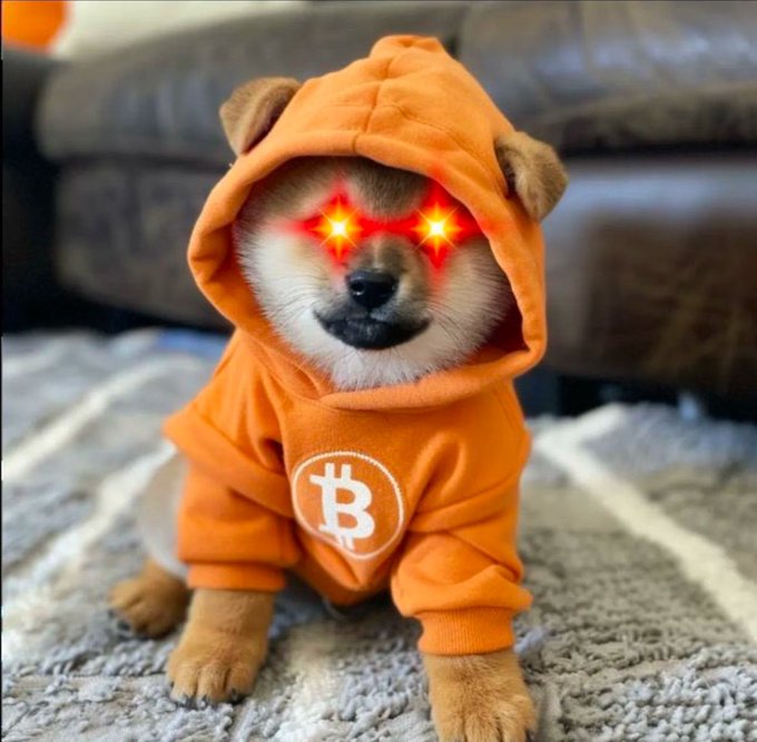 The image features a small brown dog wearing an orange hoodie with a Bitcoin symbol on it, sitting on a gray carpeted floor. The dog appears to be posing for the photo while wearing its unique attire. The caption of the image reads "Rune June. $DOG (Bitcoin). The Memecoin on the Motherchain. Unruggable. No presale. No VCs. No team allocations. Free & Fair on Bitcoin." This caption provides context about the dog's outfit and possibly the Bitcoin symbol, tying together the two elements in a creative way.