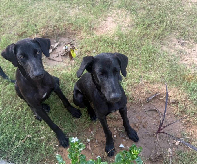 Two black dogs sitting side by side on grass and mud, looking up at the camera.