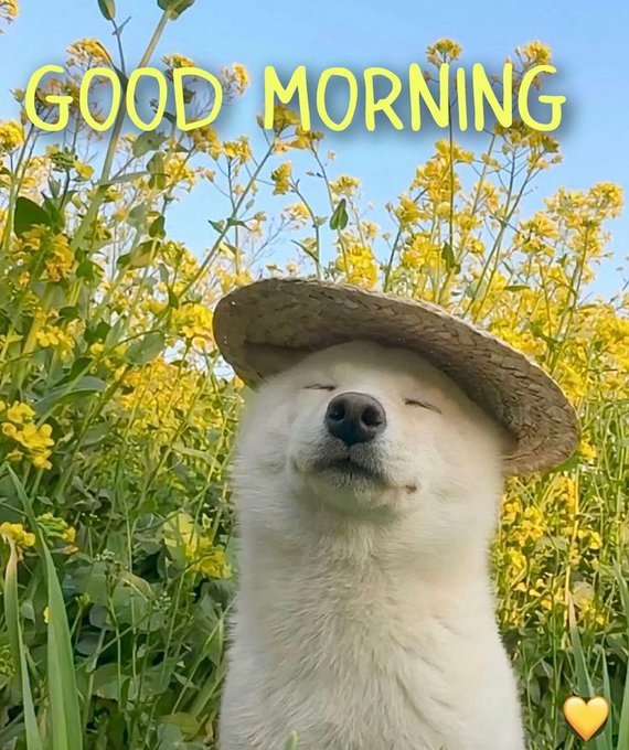 The image features a white dog wearing a straw hat, sitting in front of a field filled with yellow flowers. The caption reads "Good morning everyone Can i get Gm?? That's exactly the feeling around [ @River4fun ] and [ @RiverdotInc ] lately. $RIVER Season 5 feels more creator-driven and community-powered than previous cycles. You notice it everywhere: → creators supporting creators → real".
