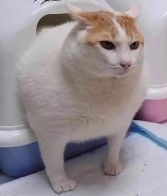 A round, fluffy white and orange cat stands with a serious expression next to a litter box, humorously captioned as a "fat transaction" being sent to the @thru_xyz alphanet blockchain project. The image plays on the cat's plump appearance to visually represent a "large" or "fat" transfer, common slang in crypto for high-value transactions.