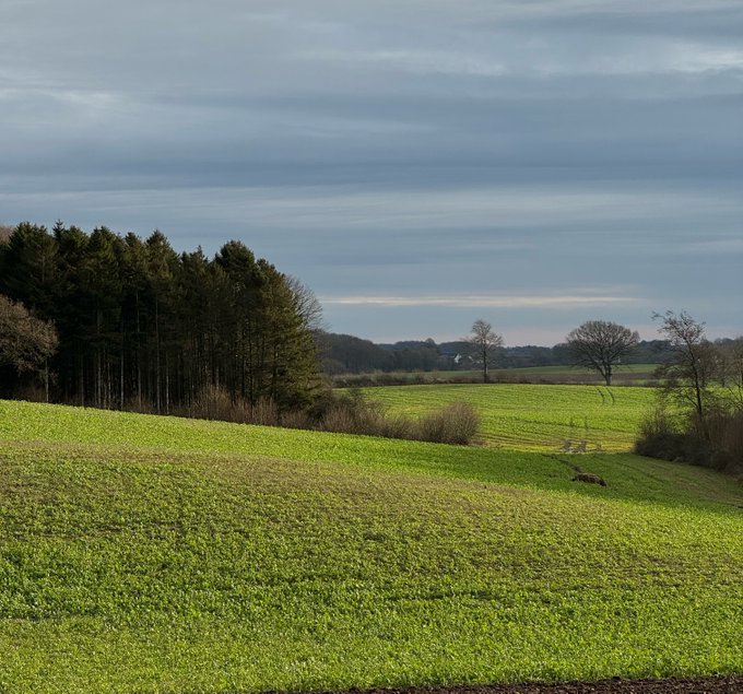 A serene rural landscape features a vibrant green field bordered by a line of evergreen trees on the left, with a cloudy blue sky overhead and a small animal grazing in the distance. The pastoral scene contrasts with the post's energetic call to action about a new week and building the future, offering a calm, grounded visual metaphor for growth and fresh starts.