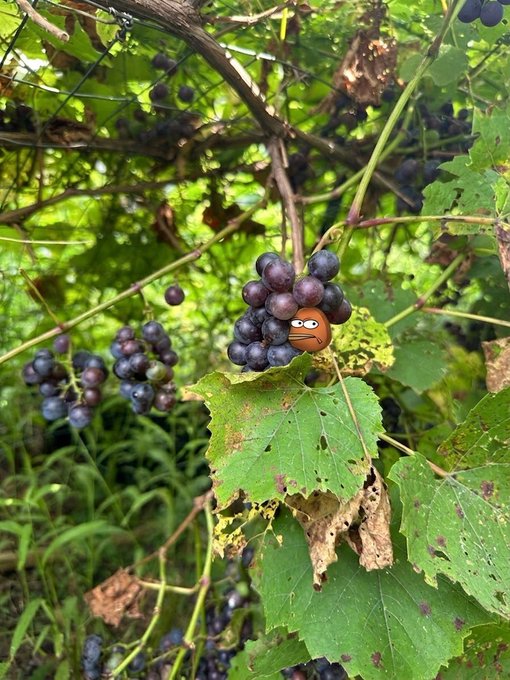 A Goomba character has been edited onto a cluster of purple grapes hanging from a vine in a lush vineyard. The whimsical edit cleverly ties into the "Gbob" and "BobMonad" references, blending gaming nostalgia with the crypto community's ongoing Day 130 countdown.