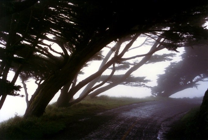 A dark, atmospheric photograph of a road lined with windswept trees under a misty, overcast sky, with fog rolling in.