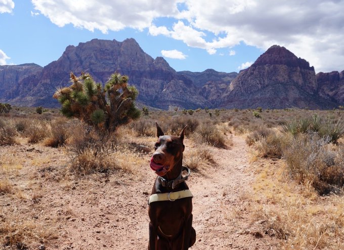 A brown Doberman dog wearing a harness stands on a desert trail with Joshua trees and red rocky mountains in the background.