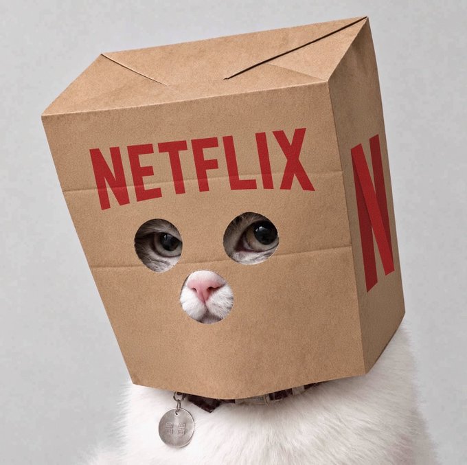 A white cat with a Netflix-branded cardboard box on its head, with holes cut out for its eyes and mouth.
