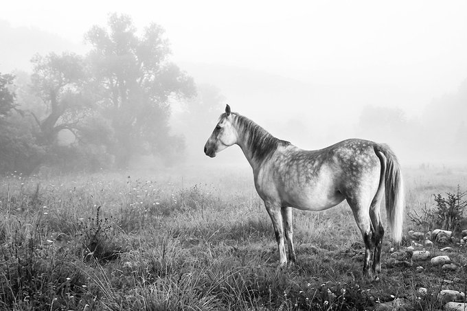 A black and white photograph shows a dappled gray horse standing in a misty field with trees fading into the foggy background.