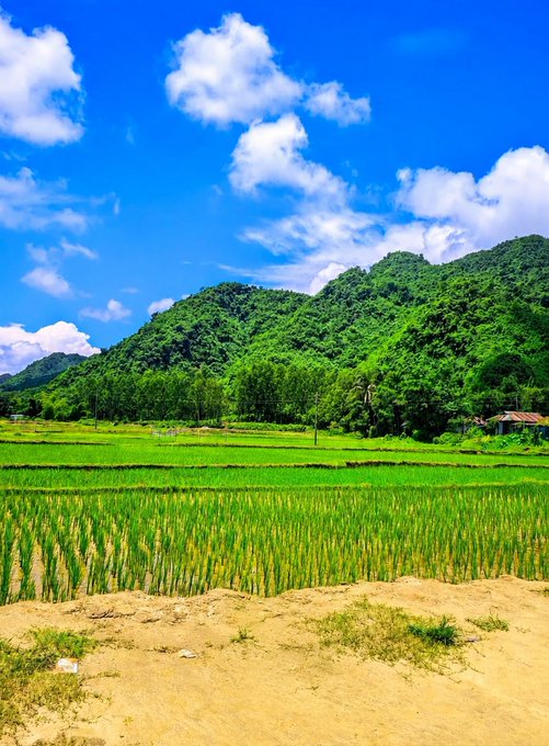 A lush landscape featuring green terraced rice fields in the foreground and forested mountains under a blue sky with scattered white clouds.