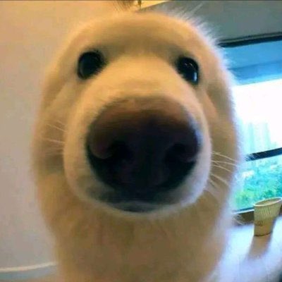 A golden retriever's face fills the frame in an extreme close-up, its nose and curious eyes dominating the shot in a meme-worthy pose. The image humorously represents the "this teenager" being referenced in the post about a young crypto sniper who allegedly made over $50 million—contrasting the dog-eared naivety of youth with serious trading profits.
