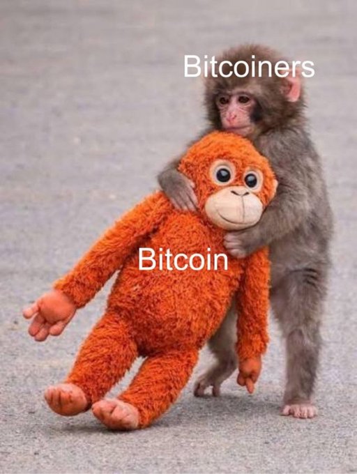 A baby monkey hugs a smiling orange plush toy, with "Bitcoiners" labeled above the monkey and "Bitcoin" on the plush—symbolizing the Bitcoin community's loving attachment to the cryptocurrency, fitting the cheerful "GM" (Good Morning) greeting.