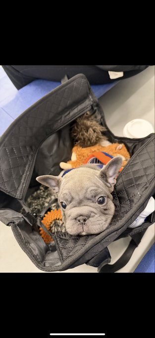 A French bulldog wearing an orange sweater sits inside an open black quilted bag, looking up at the camera.