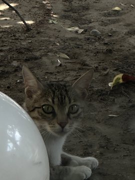 A brown tabby cat with striking eyes sitting on dirt ground next to a white curved object, with scattered debris in the background.